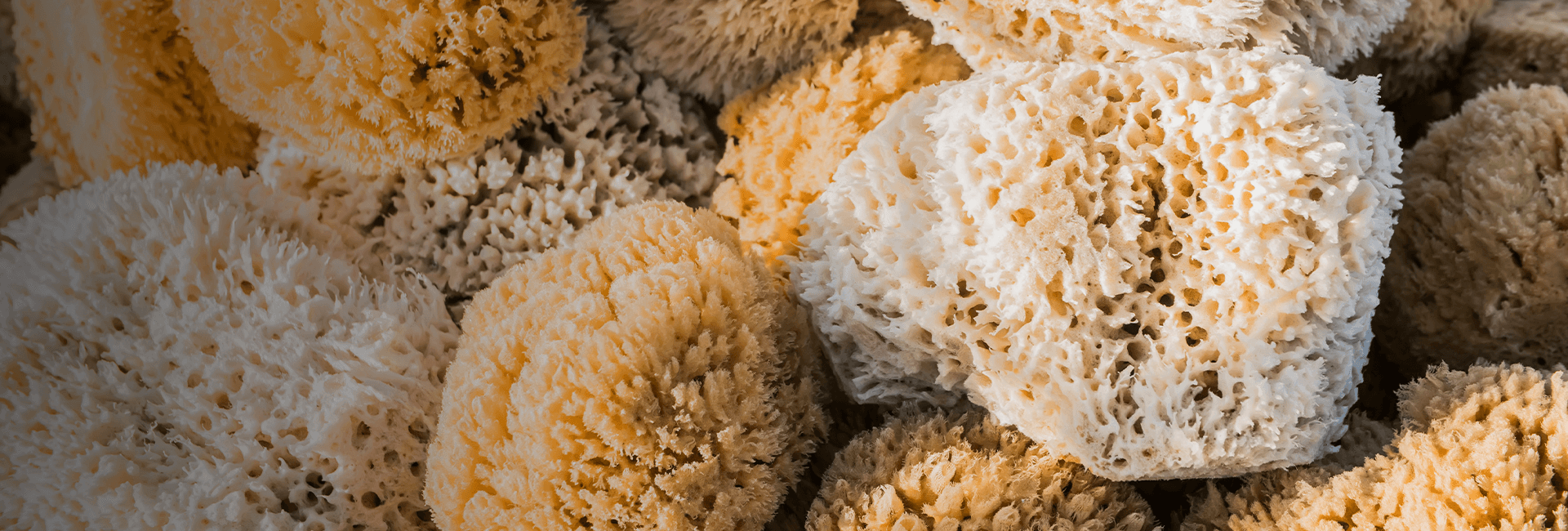 Natural SpongesIndividually Photographed PureSponges